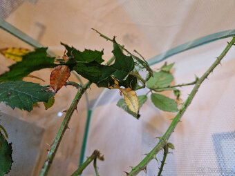 Lupenitky Phyllium Letiranti Tataba - 4