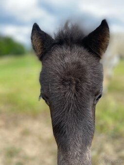 Shetland pony s PP - 4