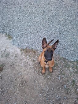 Prodám belgického ovčáka malinoise - 4