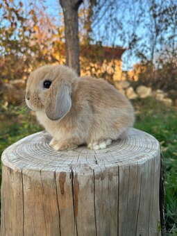 Minilop zakrslý beránek - 4