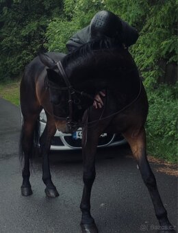 Poloviční pronájem - 4