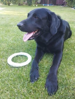 Pes na krytí - Darsy, labradorský retrívr - 4