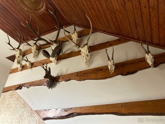 Lovecké trofeje - 4