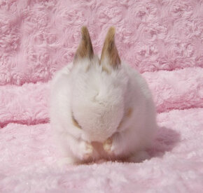 Zakrslý krátkouchý králíček , malinký kluk s VP - 4