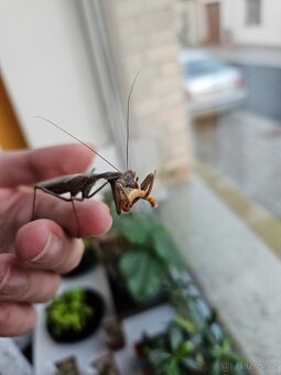 Prodám samce sphodromantis viridis - 4