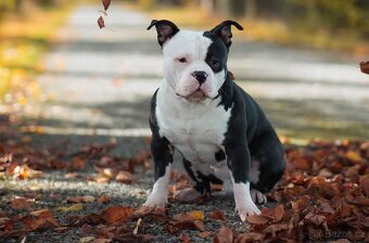 american bully pocket - 4