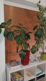 Gumovník Ficus elastica - 4