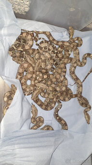 Hroznýš královský Boa constrictor - 4