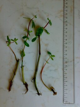Pepřinec skořicový - Peperomia inaequalifolia - sazenice - 4