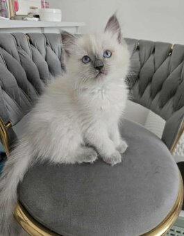 Ragdoll koťatka blue lynx - 4