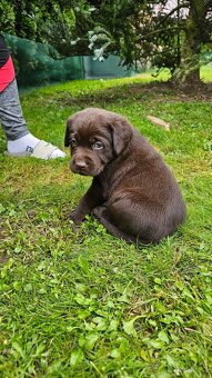 Štěňata hnědého labradora - 4