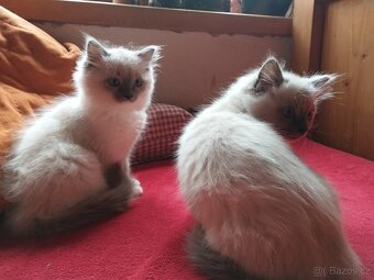 Ragdoll koťata - 4