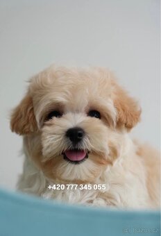 Maltipoo chlapeček ve světlé karamelové barvě - 4