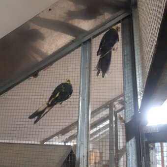 Rosela penant straka - 4