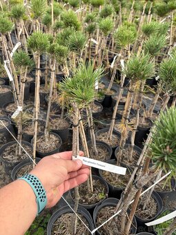 Borovice velkoobchod - 4