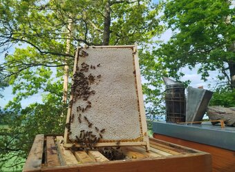 Včelí oddělky 2026 na rám. míře 39x24 - 4