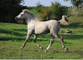 Prodam welsh mountain pony 1 rok - 4