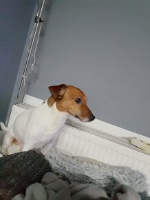 Jack Russell Teriér  ke krytí - 4