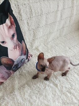 Kanadský sphynx - 4
