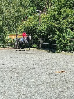 Bílý valach A1/1 - 4