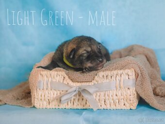 Prodej - štěňata Saarloosova vlčáka 🐺 - 4