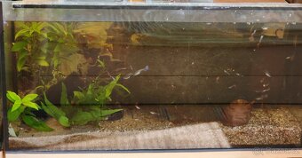 Akvária - 4
