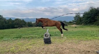 Všestranný valach - 4