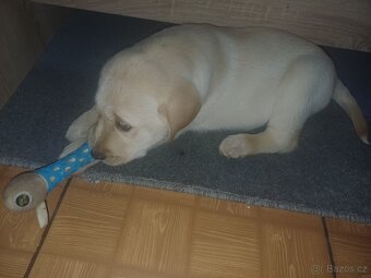 Štěňátka Labradora - 4