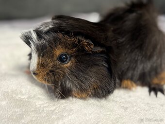 Morče peruánec 2X sameček, samec - 4