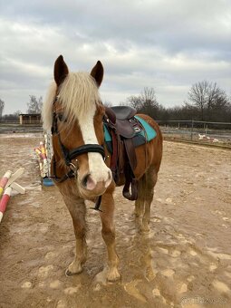 Valach Hafling 6 let. - 4