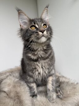 Mainská mývalí koťátka s PP - 4