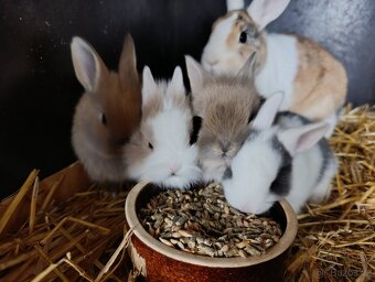 Zakrslý králík - 4