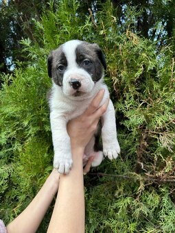 STAFORDŠÍRSKÝ BULTERIÉR - 4