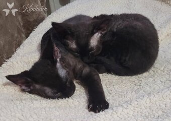 Devon rex koťátka s PP - 4