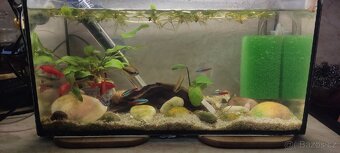 Akvarium s rybkami vybavené 40x20x20 - 4