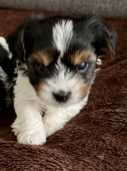 Biewer Yorkshire teriér bez pp - pejsek nar. 20.9. 2025 - 4