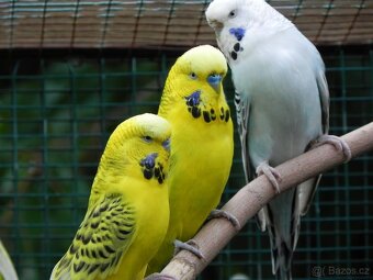 Andulky TCB - Texas Clear Body 2025 - 4