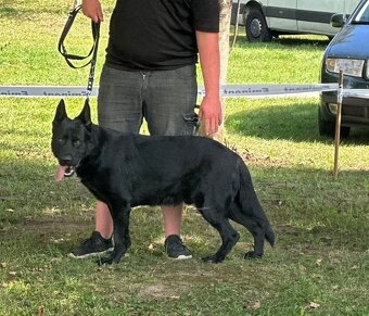 Německý ovčák - 4