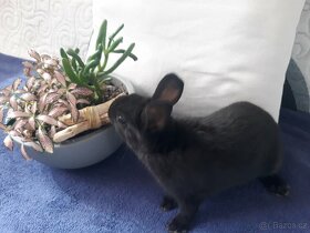 Mini zakrsly králík vhodný pro hop - 4