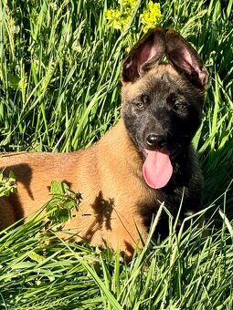 BELGICKÝ OVČÁK MALINOIS - 4