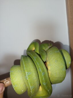1.0 Morelia viridis sorong F1 - 4