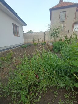 Gaura/svíčkovec bílý - 4