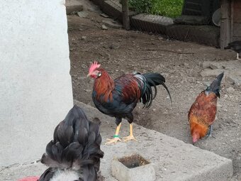 Kohouti vlašky koroptví a zlaté české kropenky - 4
