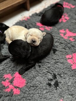 ŠTĚŇATA - LABRADORA - LABRADORSKÉHO RETRIEVERA S PP - 4