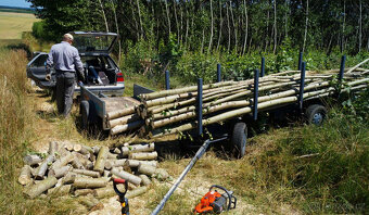 Sadba japonského topolu - 4