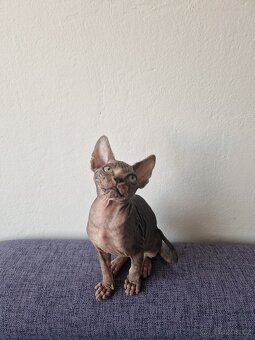 Kanadský sphynx bez PP - 4