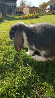 Francouzský beran - 4