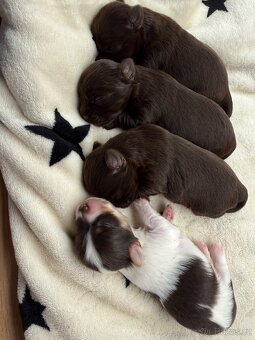 Jorkšírsky teriér s PP Fenky & kluci - 4