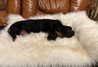 Trpasličí jezevčík - 4