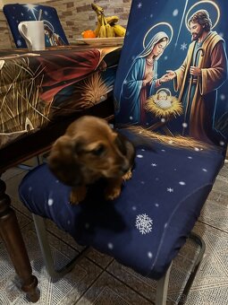 Jezevčík dlouhosrstý - 4